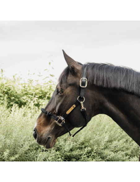 Kentucky Control halter nylon