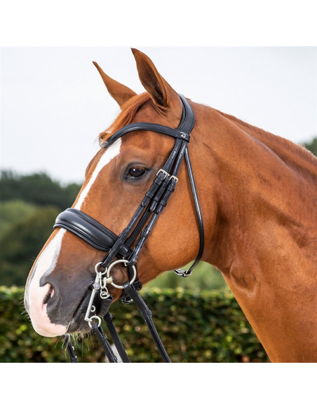Dyón Kandar bred nosgrimma Dressage Collection
