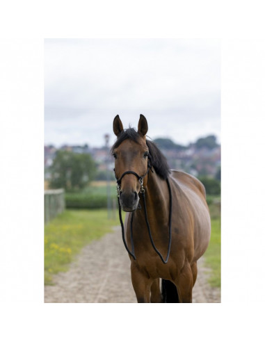 Ekkia Ridrepgrimma med tyglar