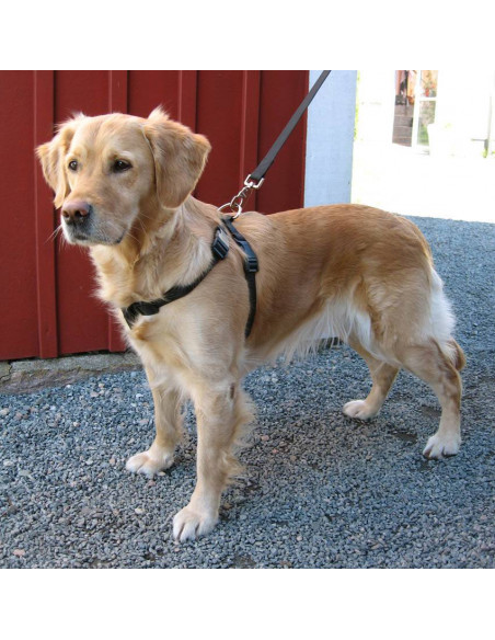 Trixie Bilsele till hund