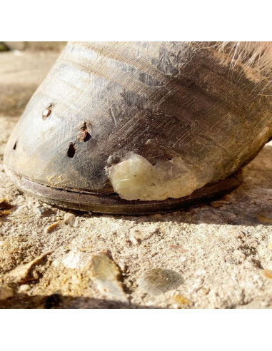 Keratex Hoof Putty 200g