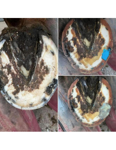 Keratex Hoof Putty 200g