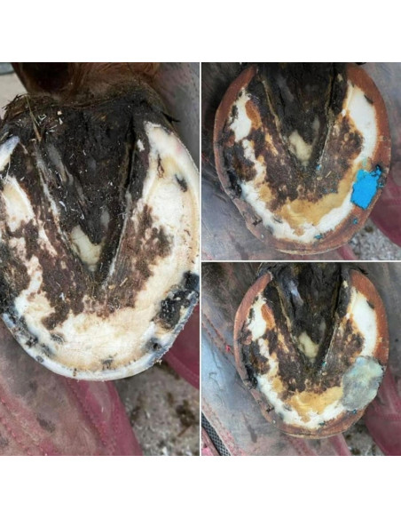 Keratex Hoof Putty 200g