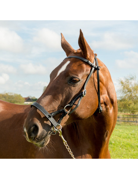 Globus Sidepull Läder Full