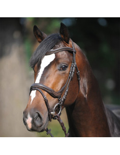 Kavalkade Träns Ivy