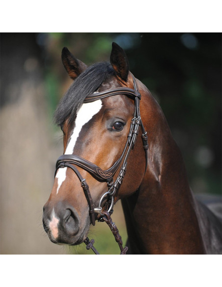 Kavalkade Träns Ivy