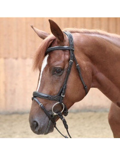 Kavalkade Träns Ivy 2