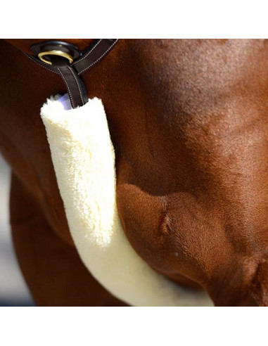Kentucky Breastplate cover
