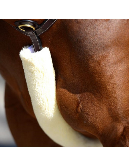 Kentucky Breastplate cover
