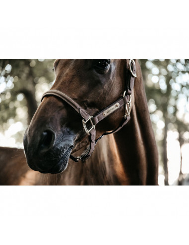 Kentucky Anatomic suede halter