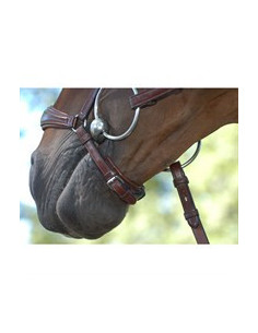 Dyón Remontträns Dressage Collection 2