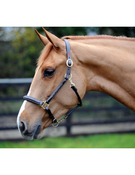 John Whitaker Lädergrimma Fancy