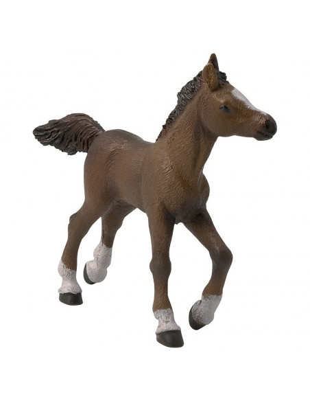 Ekkia Anglo-Arab föl