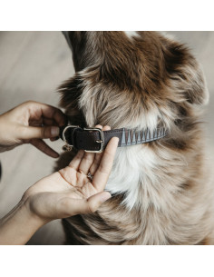 Kentucky Hundhalsband Triangel 2