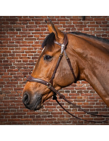 Dyón D Motion träns Dyón Collection